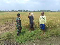 Babinsa Ngaresrejo Dampingi Sosialisasi Pasca Panen Padi: Sinergi TNI dan Petani Mantapkan Langkah Pertanian Berkelanjutan di Sukodono