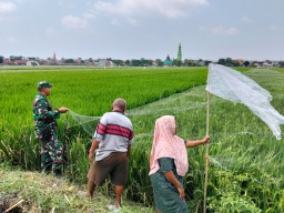Babinsa Taman Bersama Petani Desa Kedungturi: Rawat Padi Ciherang Demi Hasil Panen yang Subur dan Berkualitas