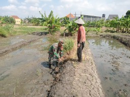 Babinsa Taman Dampingi Gapoktan Tunggal Wadah 1: Kawal Pertumbuhan Padi Ciherang Menuju Panen Berkualitas