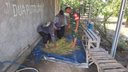 Batuud Koramil 0816/10 Balongbendo Hadiri Ubinan Demplot Benih Unggul Bapem Pendukung TNI