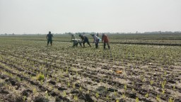 Babinsa Wirobinting Sertu Novem Dampingi Petani Poktan Sejahtera, Tanam Padi di Lahan 2 Hektar Demi Ketahanan Pangan