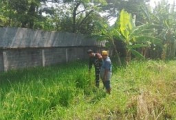 Sinergi Babinsa Taman dan Gapoktan “Hasil Tani” Wonocolo, Kawal Pertumbuhan Padi Ciherang Demi Panen Berlimpah
