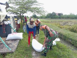 Serda Saiful Rizal Kawal Panen Petani Becirongengor Demi Kesejahteraan dan Ketahanan Pangan
