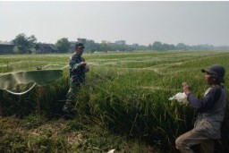 Sertu Sunaryo Turun Sawah: Pendampingan Intensif Perawatan Padi Poktan PUTRA DELTA di Desa Tawangsari