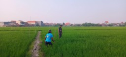 Babinsa Koramil 0816/14 Taman Bersinergi dengan Gapoktan Rawat Padi Ciherang