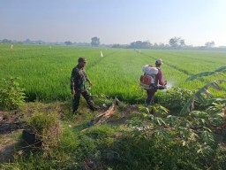 Babinsa Wonokasian Dampingi Petani Kendalikan Hama Wereng.