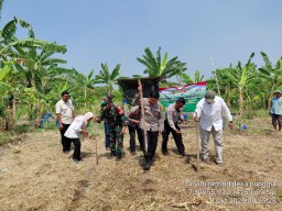Babinsa Koramil 0816/17 Gedangan Dampingi Petani Tanam Jagung, Wujudkan Kemandirian Pangan di Desa Punggul