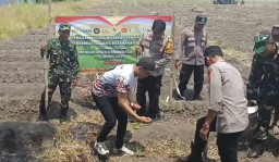 Kolaborasi TNI, Polri dan Petani Anggota Koramil 0816-06/ Tanggulangin Melaksanakan Penanaman Jagung Serentak
