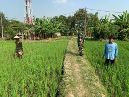Babinsa Taman Dampingi Petani Sambi Bulu Rawat Lahan Padi Tahap II Dukung Ketahanan Pangan