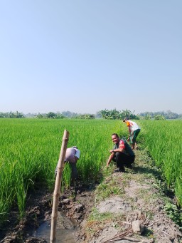 Turun ke Sawah, Babinsa Serda Dwi Prabowo Dampingi Petani Sidodadi: Sinergi TNI dan Petani Wujudkan Ketahanan Pangan