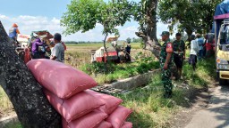 Babinsa Kemuning Dampingi Petani Panen Padi: Wujud Sinergi untuk Ketahanan Pangan Desa