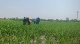 Babinsa Tanggulangin Dampingi Petani Lakukan Pemupukan Sawah, Wujudkan Ketahanan Pangan Nasional