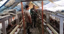Batuud Koramil 0816/08 Jabon Dampingi Peternak Ayam Petelur, Wujudkan Ketahanan Pangan Masyarakat