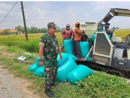 Babinsa Koramil Balongbendo Dampingi Petani Wonokupang Panen Padi: Bukti Nyata TNI Hadir untuk Ketahanan Pangan