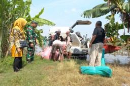 Babinsa Kedungcangkring Dampingi Petani Pasca Panen, Wujud Kepedulian terhadap Ketahanan Pangan Daerah