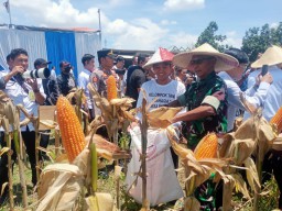 Panen Raya di Prambon: Kontribusi Nyata Imigrasi, Polresta, dan TNI untuk Ketahanan Pangan