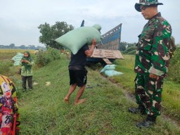 Babinsa Kebonsari Dampingi Petani Tanam Padi, Wujudkan Ketahanan Pangan di Musim Tanam Akhir Tahun