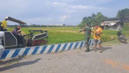 Babinsa Koramil 0816/03 Buduran Dampingi Petani Panen Padi di Banjarkemantren: Wujud Nyata Dukungan TNI untuk Ketahanan Pangan Daerah