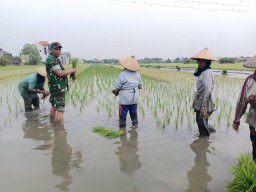 Babinsa Wonoayu Dampingi Petani untuk Tingkatkan Produktivitas Lahan