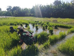 Masuki Musim Tanam, Babinsa Taman Turun ke Sawah Dampingi Petani Tanjungsari