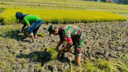 Sinergi TNI dan Poktan Agung Sejati Dorong Produktivitas Sawah di Wilayah Gedangan