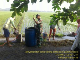 Saling kompak, Petani bersama Babinsa Ramil Sukodono berantas wereng coklat