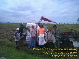 Pendampingan Ramil 07/Krembung pada panen padi di Desa Rejeni.