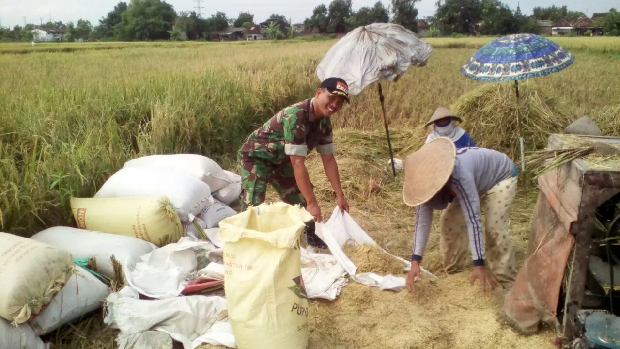 Sukseskan Ketahanan Pangan Kodim 0816 Sidoarjo Turun Kesawah