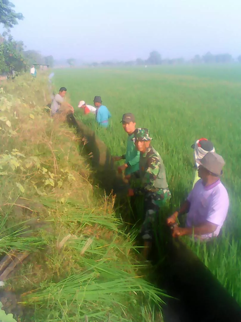 Koramil Jabon"Peran aktif babinsa dalam membantu petani membrantas hama"