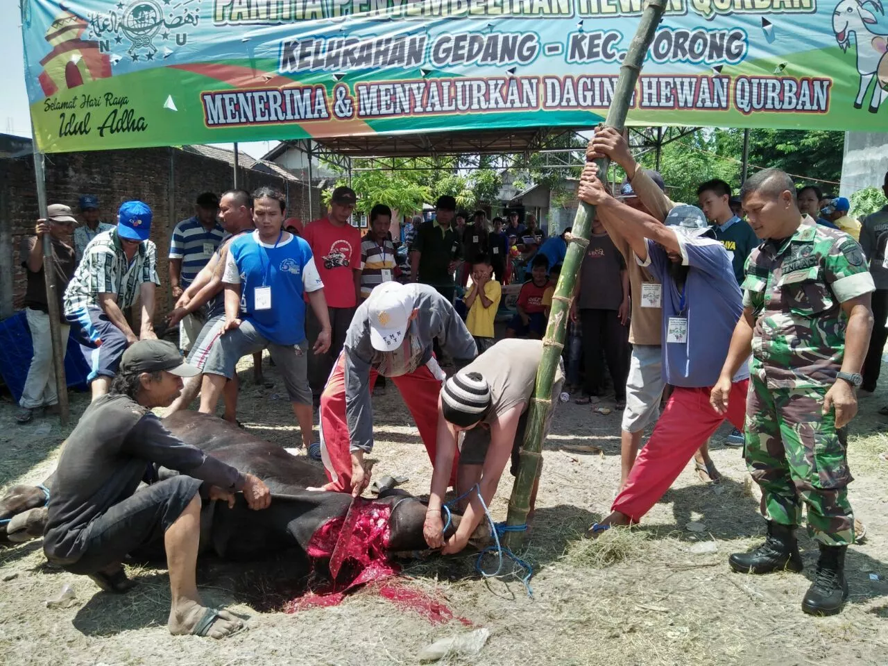 Babinsa 04/Porong bantu memotong dan membagikan qurban