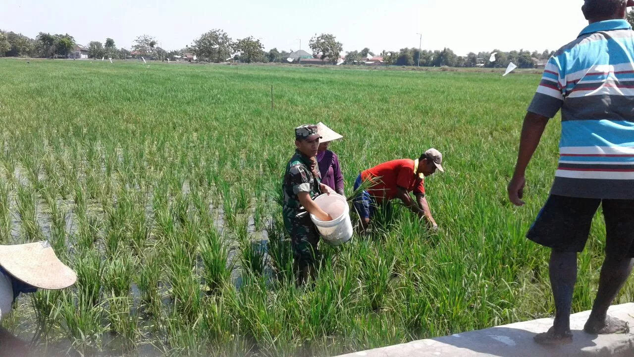 BABINSA TURUN KE SAWAH BERSAMA PETANI DALAM PEMUPUKAN TANAMAN PADI