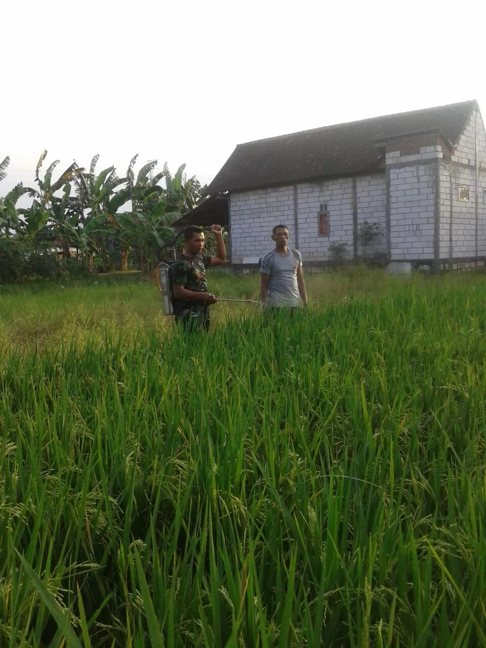 Babinsa Koramil 0816/17 Gedangan memberikan penyuluhan kepada Petani