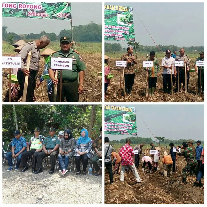 Gerakan tanam kedelai PATK perluasan areal tanam kedelai sistim tumpang sari di lahan tanaman tebu tahun 2017