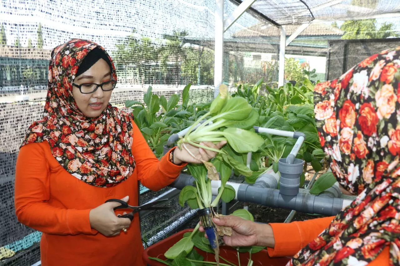 Ketua Persit KCK Cab XIII Panen Sayur di rumah hidroponik Kodim 0816 Sidoarjo.