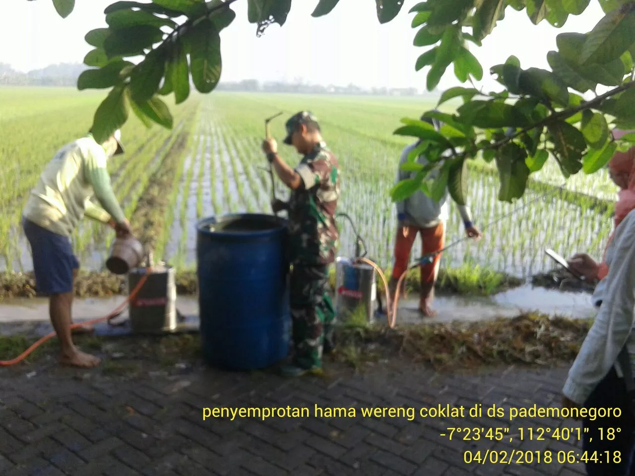 Saling kompak, Petani bersama Babinsa Ramil Sukodono berantas wereng coklat