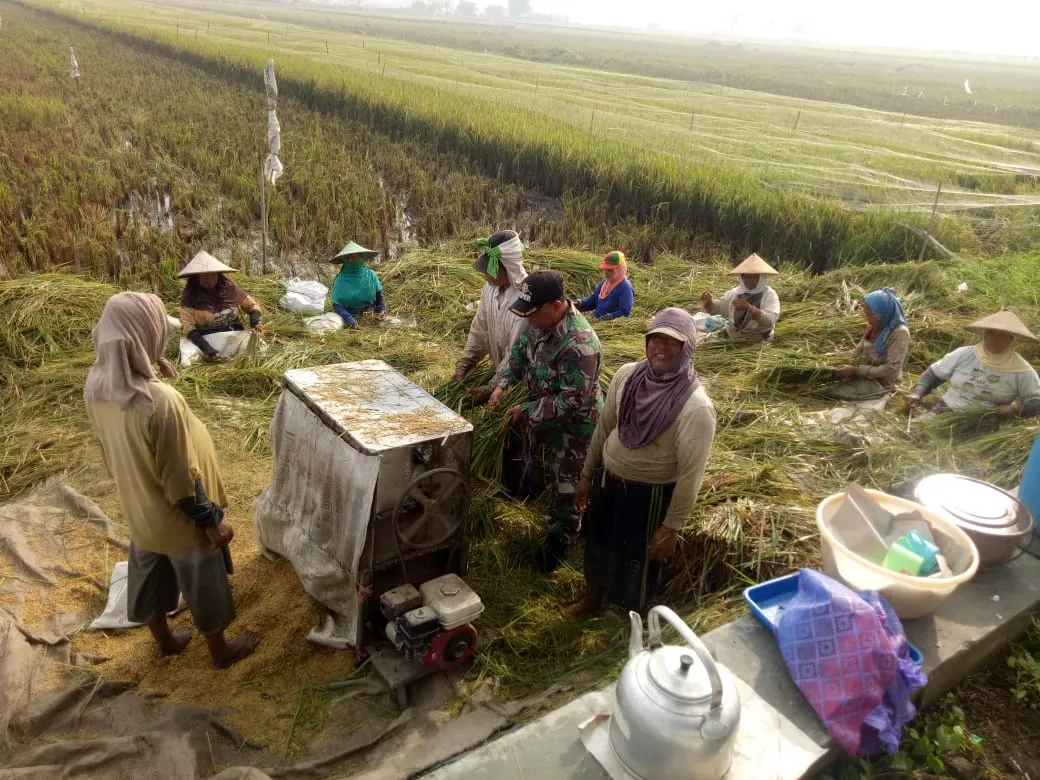 Babinsa Koramil 0816/08 Jabon bermitra dengan Petani Demi Mendukung Ketahanan Pangan Nasional