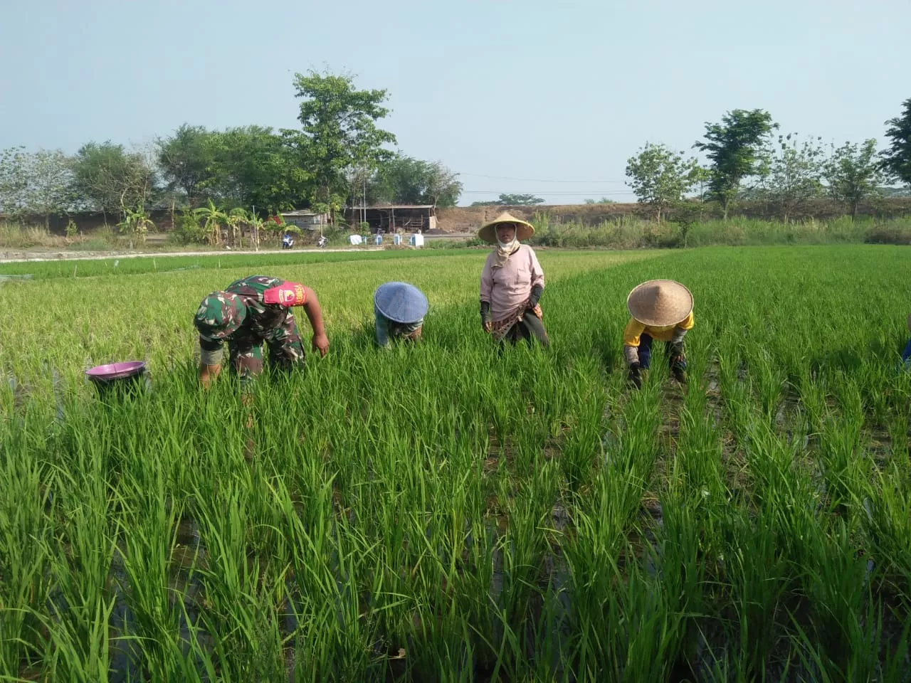 Babinsa Koramil 0816/08 Jabon Bantu Petani Kendalikan Hama Sundep