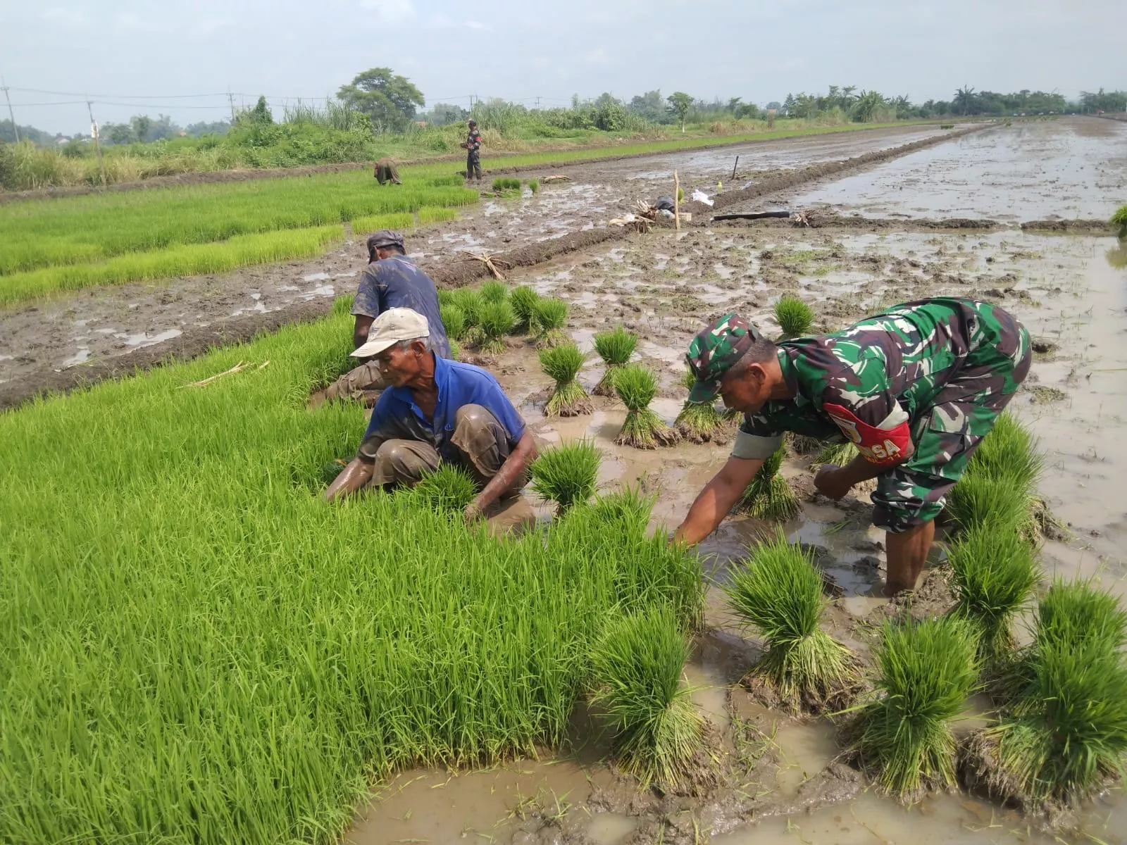 Mendukung Swasembada Pangan, Babinsa Koramil 0816/11 Tarik, Dampingi Poktan