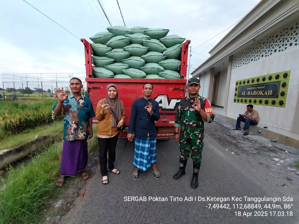 Babinsa Bersama BULOG Dampingi Panen di Ketegan, Wujud Nyata Sinergi untuk Ketahanan Pangan