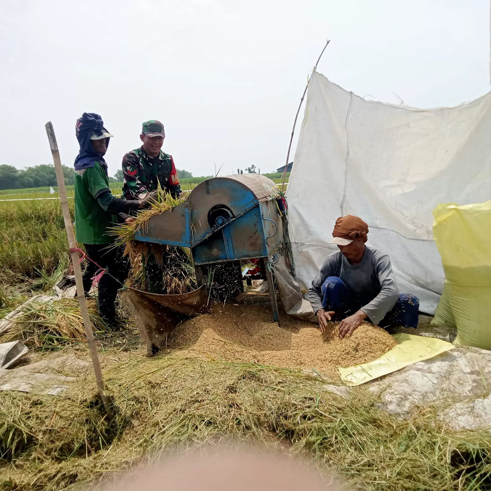 Babinsa Lajuk Dampingi Panen Padi, Wujud Nyata Kepedulian TNI Terhadap Ketahanan Pangan di Porong