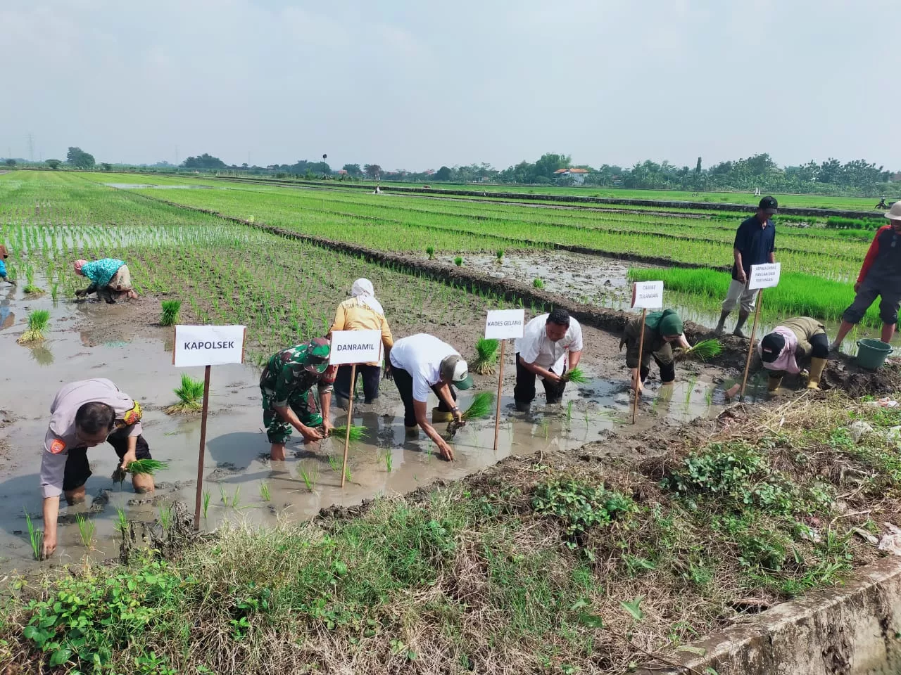 Sentuhan Erat TNI dan Pemerintah di Sawah Gelang, Babinsa Dampingi Petani dalam Tanam Serentak