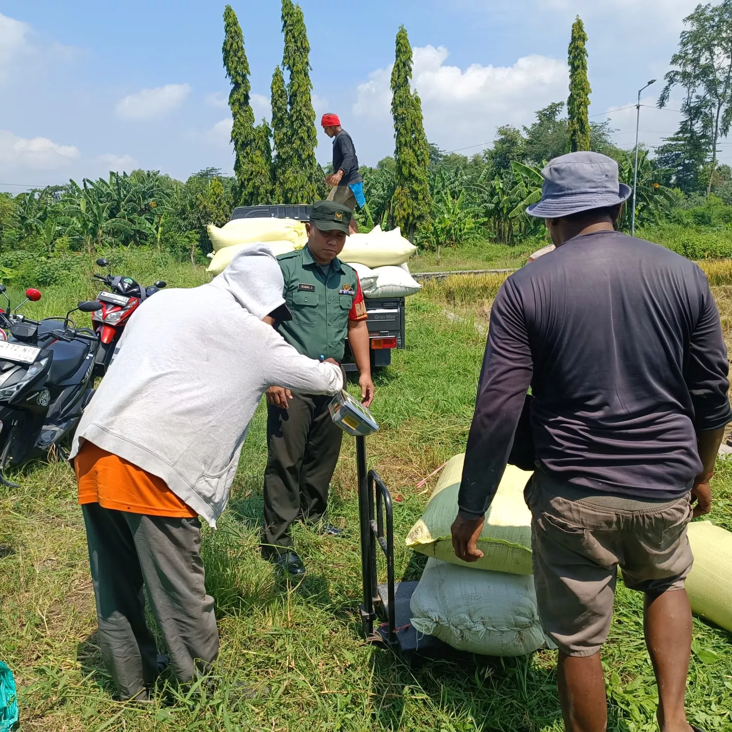Sinergi Erat TNI dan Petani Bersemi di Kedungcangkring, Babinsa Dampingi Sukses Panen Raya Padi