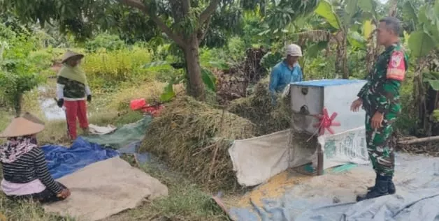Sinergi TNI-Petani Pacu Panen Raya dan Serapan Bulog di Putat Sidoarjo