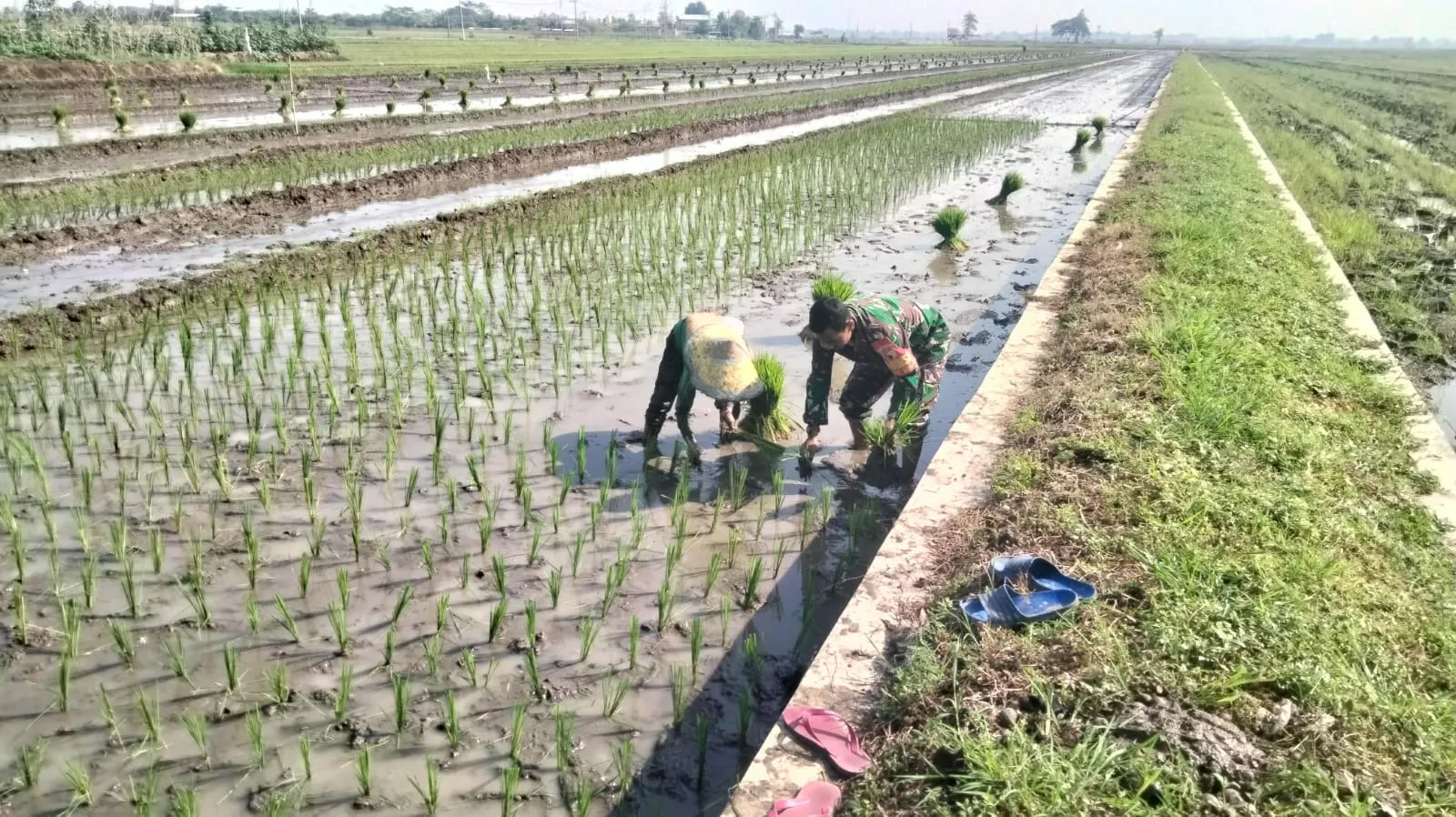 Babinsa dan Petani Bersinergi Tanam Padi Inpari di Candipari, Dorong Ketahanan Pangan Lewat Semangat Gotong Royong
