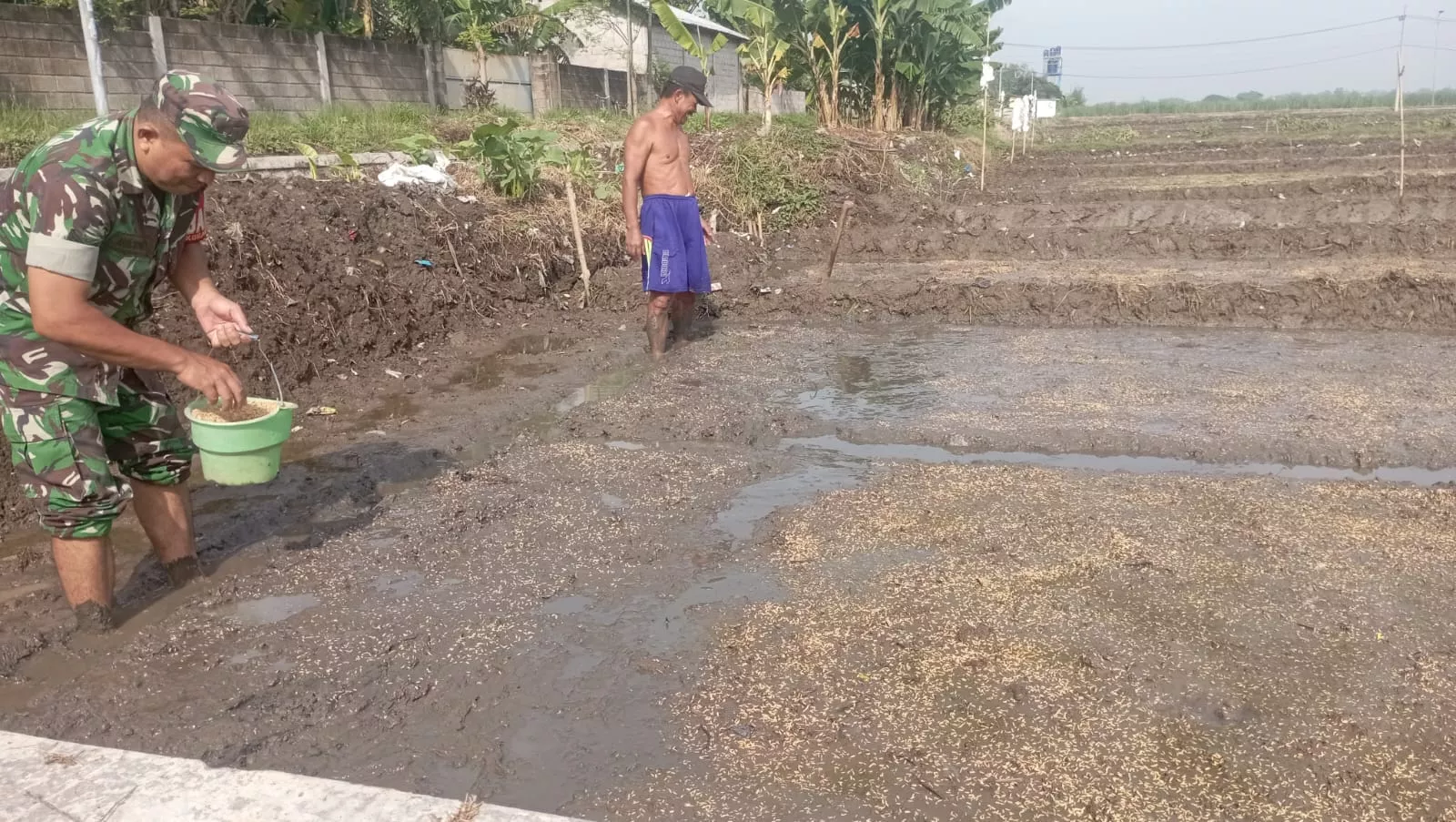 Kebersamaan TNI dan Petani di Sawah, Babinsa Porong Dampingi Penebaran Benih Padi