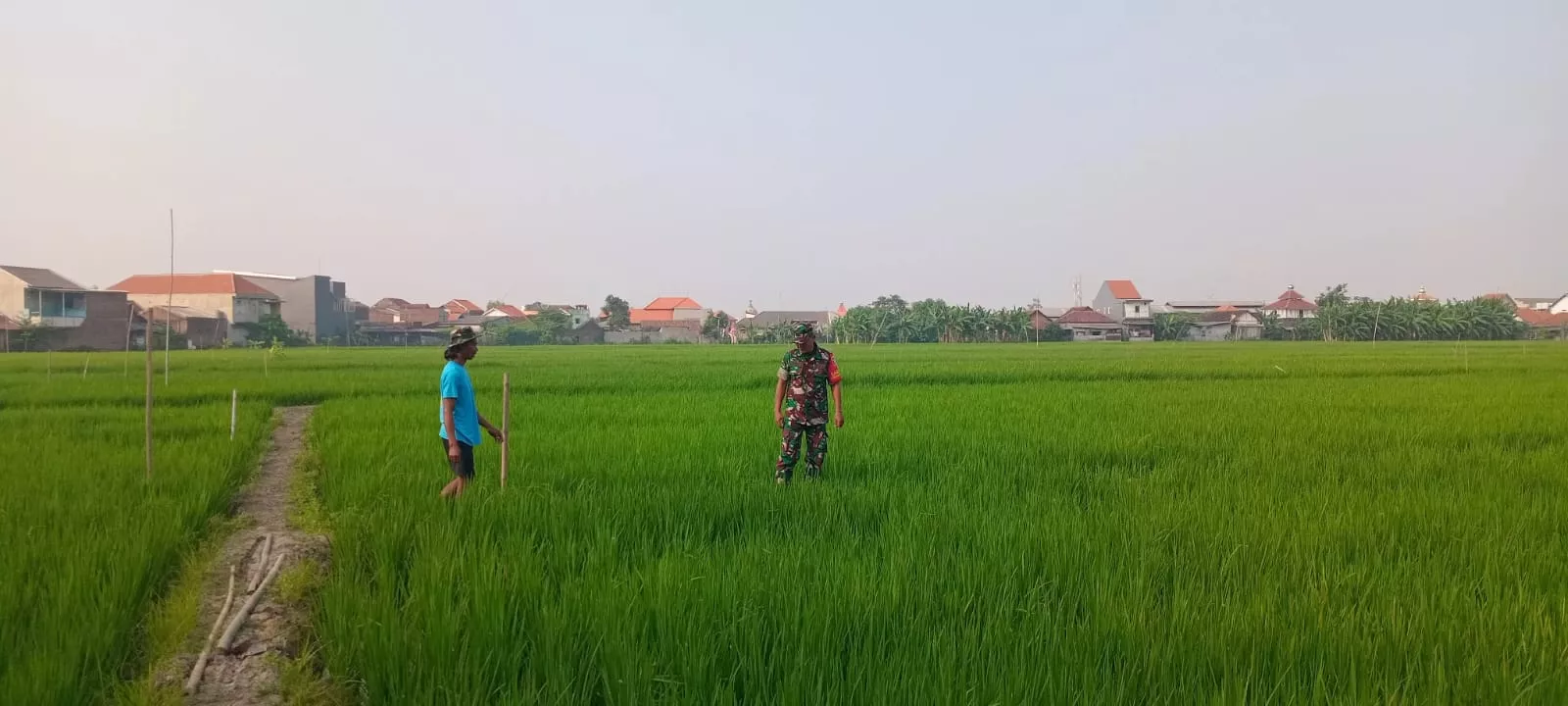 Babinsa Taman Dampingi Gapoktan Anugrah Jaga Ketahanan Pangan
