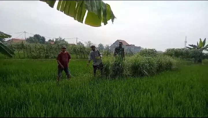 Babinsa Koramil 0816/14 Taman Dampingi Pemupukan Padi, Dorong Produktivitas dan Antisipasi Hama di Desa Krembangan