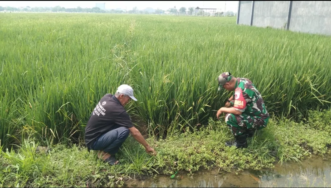 Babinsa Pekarungan dan Petani Menyemai Padi, Menjaga Ketahanan Pangan