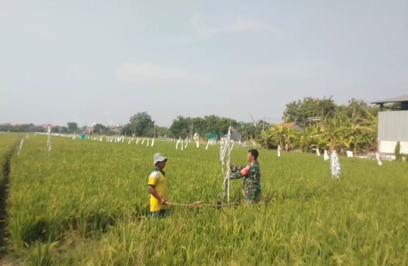 Babinsa dan Petani Tawangsari Bergandengan Tangan Rawat Padi Inpari: Sinergi untuk Ketahanan Pangan