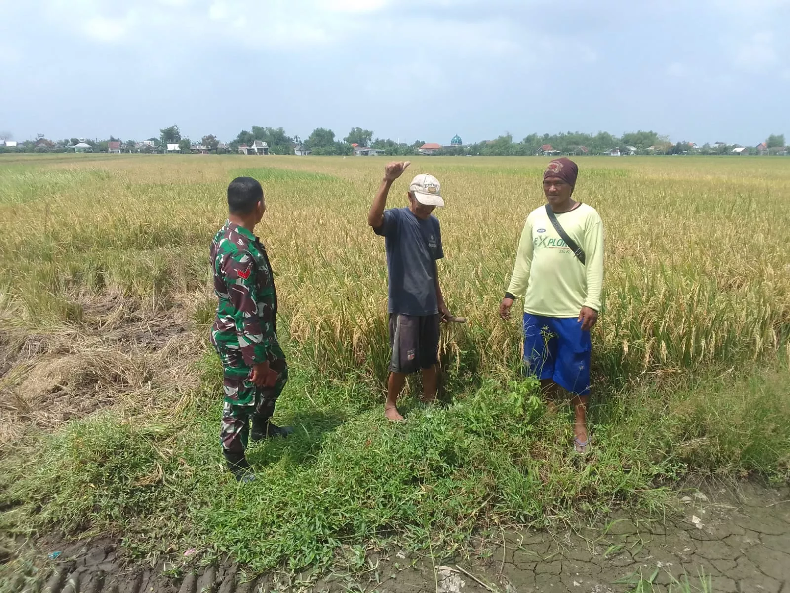 Babinsa Ngaresrejo Dampingi Sosialisasi Pasca Panen Padi: Sinergi TNI dan Petani Mantapkan Langkah Pertanian Berkelanjutan di Sukodono